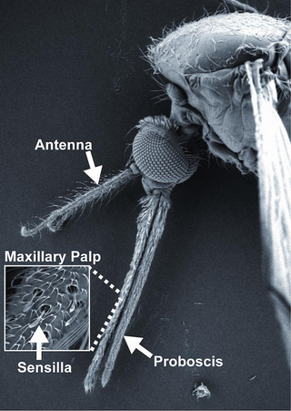 Illustration for article titled New chemical compound could make humans "invisible" to mosquitoes